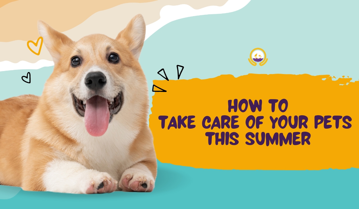 How to Keep Your Pets Safe and Healthy This Summer